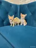 Девочки Чихуахуа - Вся Беларусь - 257786 - Доска объявлений Kupika.by - Фото 4