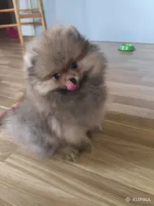 Мальчик померанский шпиц