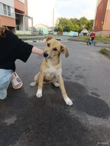 Щенок