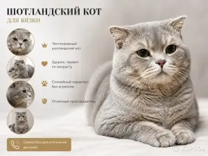 Вязка кота