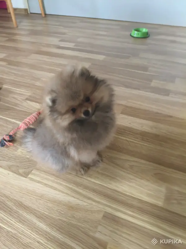 Мальчик померанский шпиц