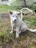 Щенки - Вся Беларусь - 254722 - Доска объявлений Kupika.by - Фото 5