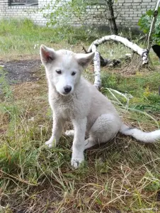 Щенки
