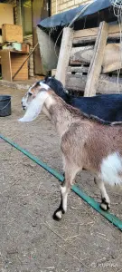 Козлик нубийский