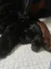 Щенки добермана - Вся Беларусь - 255243 - Доска объявлений Kupika.by - Фото 3