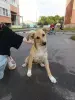 Собаки - Щенок - Вся Беларусь - Фото 4 Щенок - Вся Беларусь - 255836 - Доска объявлений Kupika.by - Фото 4