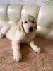 Щенки золотистого ретривера - Вся Беларусь - 257795 - Доска объявлений Kupika.by