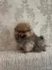 Собаки - Щенок померанского шпица - Вся Беларусь - Фото 3 Щенок померанского шпица - Вся Беларусь - 255885 - Доска объявлений Kupika.by - Фото 3