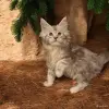 Кошки - Котята Мейн-кун в разных окрасах - Вся Беларусь - Фото 3 Котята Мейн-кун в разных окрасах - Вся Беларусь - 254674 - Доска объявлений Kupika.by - Фото 3