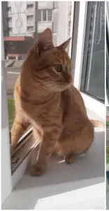 Кошечка