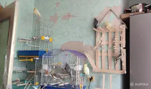 Семейство домашних кореллок