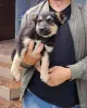 Щенок в дар. - Вся Беларусь - 254159 - Доска объявлений Kupika.by - Фото 2