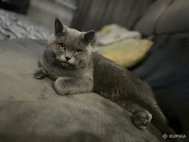 Кошки - Шотландский котенок - Вся Беларусь - Фото 5 Шотландский котенок - Вся Беларусь - 256286 - Доска объявлений Kupika.by - Фото 5