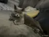 Кошки - Шотландский котенок - Вся Беларусь - Фото 5 Шотландский котенок - Вся Беларусь - 256286 - Доска объявлений Kupika.by - Фото 5