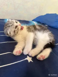 Шотландская девочка