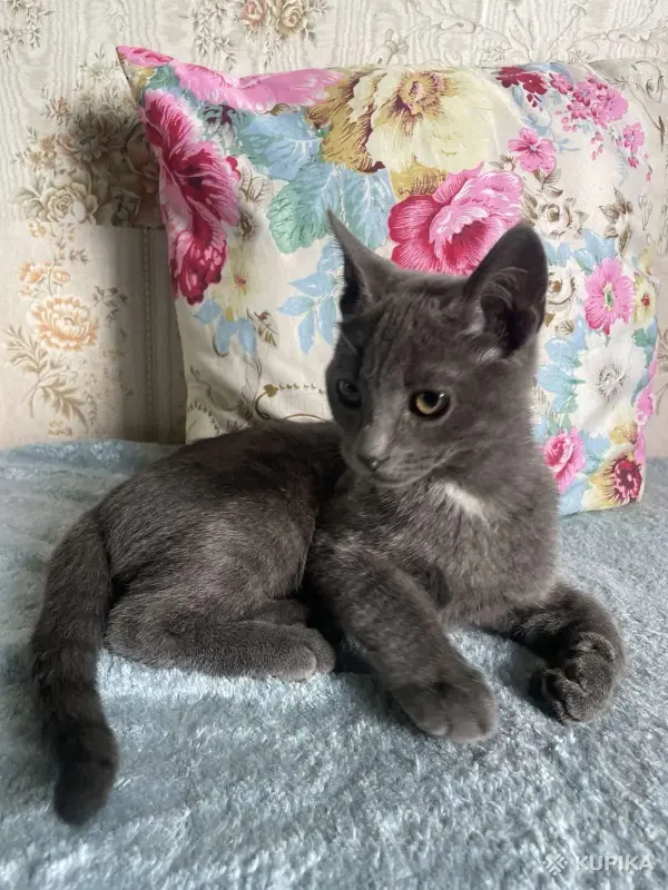 Кошки - Котята в дар - Вся Беларусь - Фото 6 Котята в дар - Вся Беларусь - 253508 - Доска объявлений Kupika.by - Фото 6