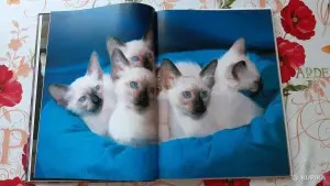 Маркус Шнек. "Котята". Фотоиллюстрации.