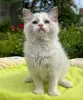 Малышка рэгдолл - Вся Беларусь - 256450 - Доска объявлений Kupika.by - Фото 4