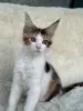 Мейн-Кун - Вся Беларусь - 257582 - Доска объявлений Kupika.by - Фото 4