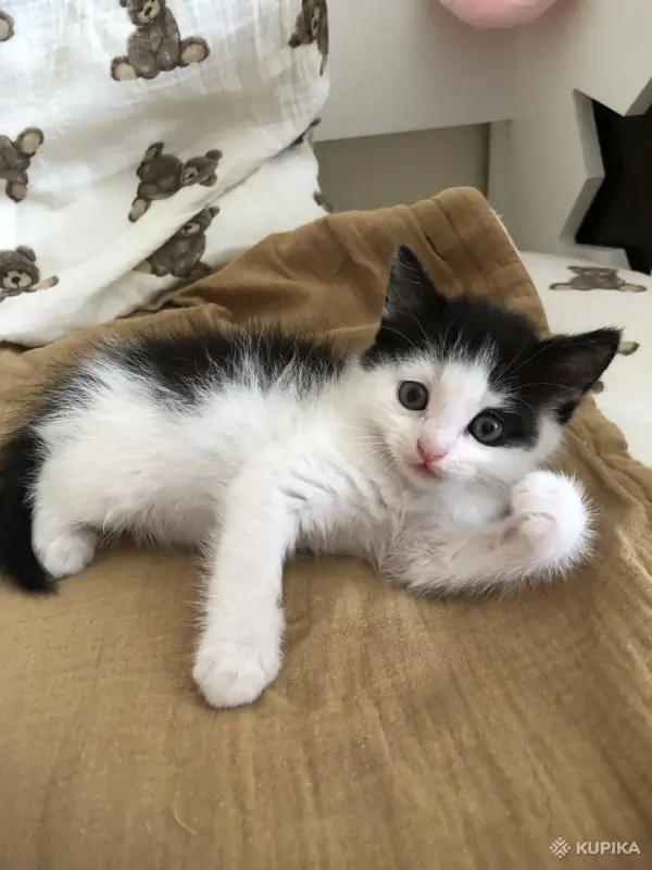 Котенок мальчик