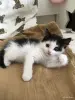 Котенок мальчик - Вся Беларусь - 254415 - Доска объявлений Kupika.by