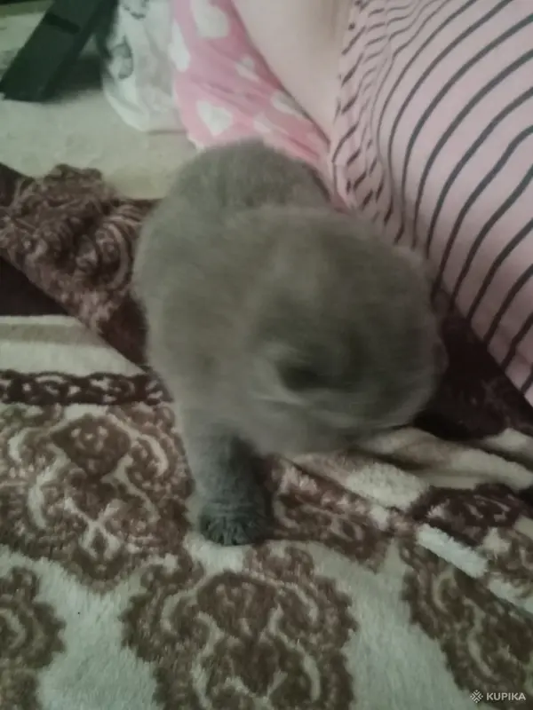 Шотландский вислоухий котенок