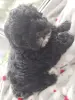 Очень милый щенок - Бегомль - 255115 - Доска объявлений Kupika.by - Фото 3