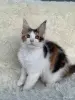 Мейн-Кун - Вся Беларусь - 257582 - Доска объявлений Kupika.by - Фото 5