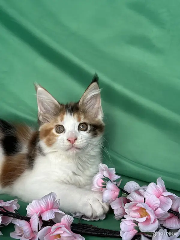Котята мейн-кун