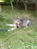 Щенок - Вся Беларусь - 254847 - Доска объявлений Kupika.by - Фото 2