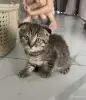 Кошки - Шотландские котята мальчики прямоухий и вислоухий - Вся Беларусь - Фото 3 Шотландские котята мальчики прямоухий и вислоухий - Вся Беларусь - 255543 - Доска объявлений Kupika.by - Фото 3