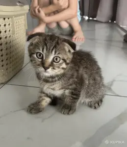 Шотландские котята мальчики прямоухий и вислоухий