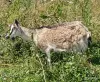 Дойные козы и козлята - Вся Беларусь - 254401 - Доска объявлений Kupika.by - Фото 7