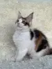Мейн-Кун - Вся Беларусь - 257582 - Доска объявлений Kupika.by - Фото 6