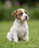 Щенки Джек Рассел из питомника - Вся Беларусь - 254766 - Доска объявлений Kupika.by - Фото 3