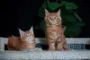 Кошки - Чистокровный Мальчик МЕЙН-КУН. - Вся Беларусь - Фото 2 Чистокровный Мальчик МЕЙН-КУН. - Вся Беларусь - 256344 - Доска объявлений Kupika.by - Фото 2