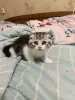 Кошки - Шотландская девочка - Вся Беларусь Шотландская девочка - Вся Беларусь - 255748 - Доска объявлений Kupika.by