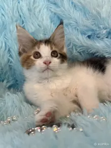 Мейн-Кун котенок
