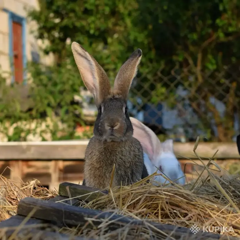 Сельскохозяйственные животные - Кролики, самки - Вся Беларусь - Фото 4 Кролики, самки - Вся Беларусь - 253440 - Доска объявлений Kupika.by - Фото 4