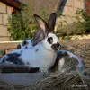 Сельскохозяйственные животные - Кролики, самки - Вся Беларусь Кролики, самки - Вся Беларусь - 253440 - Доска объявлений Kupika.by