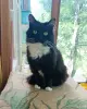 Кошки - Красавица Кася - Вся Беларусь Красавица Кася - Вся Беларусь - 255410 - Доска объявлений Kupika.by