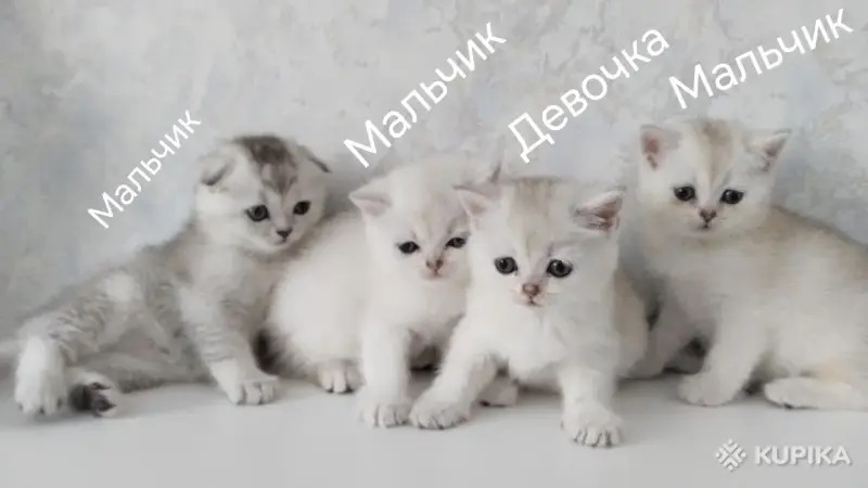 Кошки - Котята шотландские - Вся Беларусь Котята шотландские - Вся Беларусь - 254364 - Доска объявлений Kupika.by