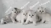 Кошки - Котята шотландские - Вся Беларусь Котята шотландские - Вся Беларусь - 254364 - Доска объявлений Kupika.by