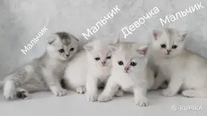 Котята шотландские