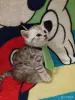 Кошки - Про - Вся Беларусь - Фото 2 Про - Вся Беларусь - 253992 - Доска объявлений Kupika.by - Фото 2