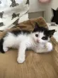 Фокина Диана