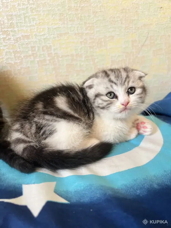 Кошки - Шотландская девочка - Вся Беларусь - Фото 11 Шотландская девочка - Вся Беларусь - 255748 - Доска объявлений Kupika.by - Фото 11
