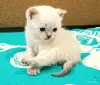 Кошки - Шотландский котенок - Вся Беларусь Шотландский котенок - Вся Беларусь - 256019 - Доска объявлений Kupika.by