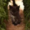 Кошки - Котята Мейн-кун в разных окрасах - Вся Беларусь - Фото 4 Котята Мейн-кун в разных окрасах - Вся Беларусь - 254674 - Доска объявлений Kupika.by - Фото 4
