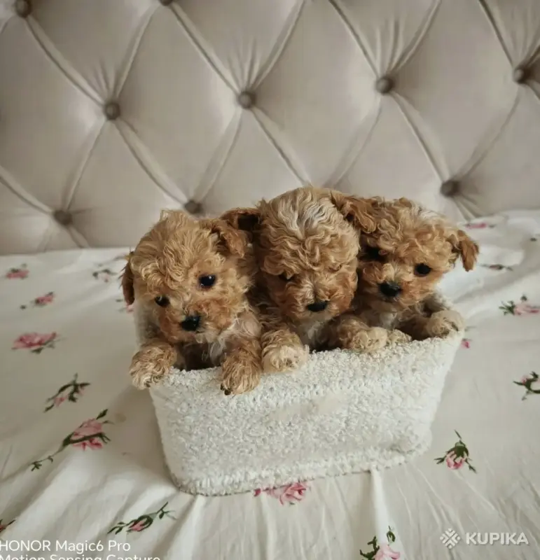Мальтипу щенки - Вся Беларусь - 257833 - Доска объявлений Kupika.by - Фото 3